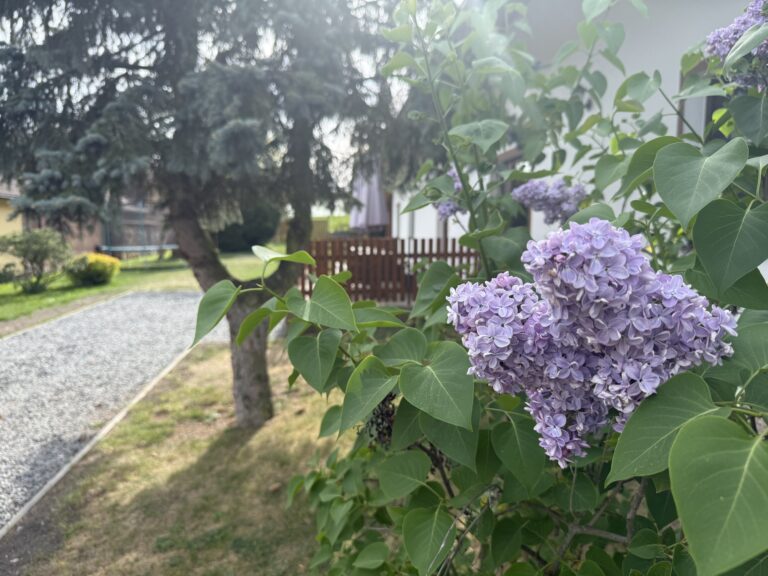 Kvetoucí šeřík na zahradě chalupy